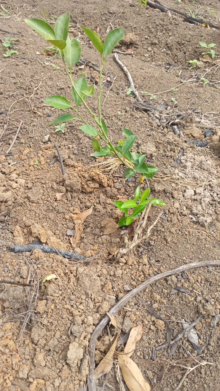DISMINUIR EL DETERIORO DE ECOSISTEMAS FORESTALES EN LOS SECTORES DE LAS PAVAS Y SIERRA DE LOS BRITOS, EN EL CORREGIMIENTO DE POZO HONDO, CUENCA DEL RIO RANCHERÍA, MUNICIPIO DE BARRANCAS, LA GUAJIRA.