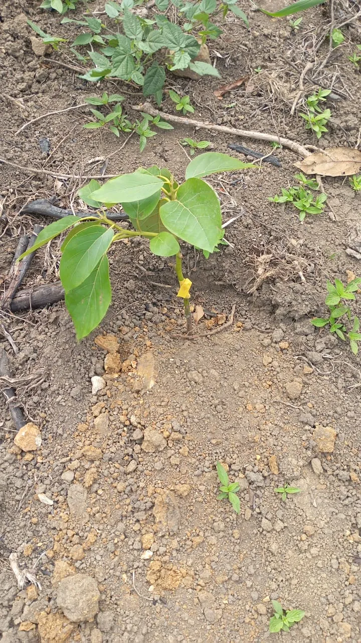 DISMINUIR EL DETERIORO DE ECOSISTEMAS FORESTALES EN LOS SECTORES DE LAS PAVAS Y SIERRA DE LOS BRITOS, EN EL CORREGIMIENTO DE POZO HONDO, CUENCA DEL RIO RANCHERÍA, MUNICIPIO DE BARRANCAS, LA GUAJIRA.