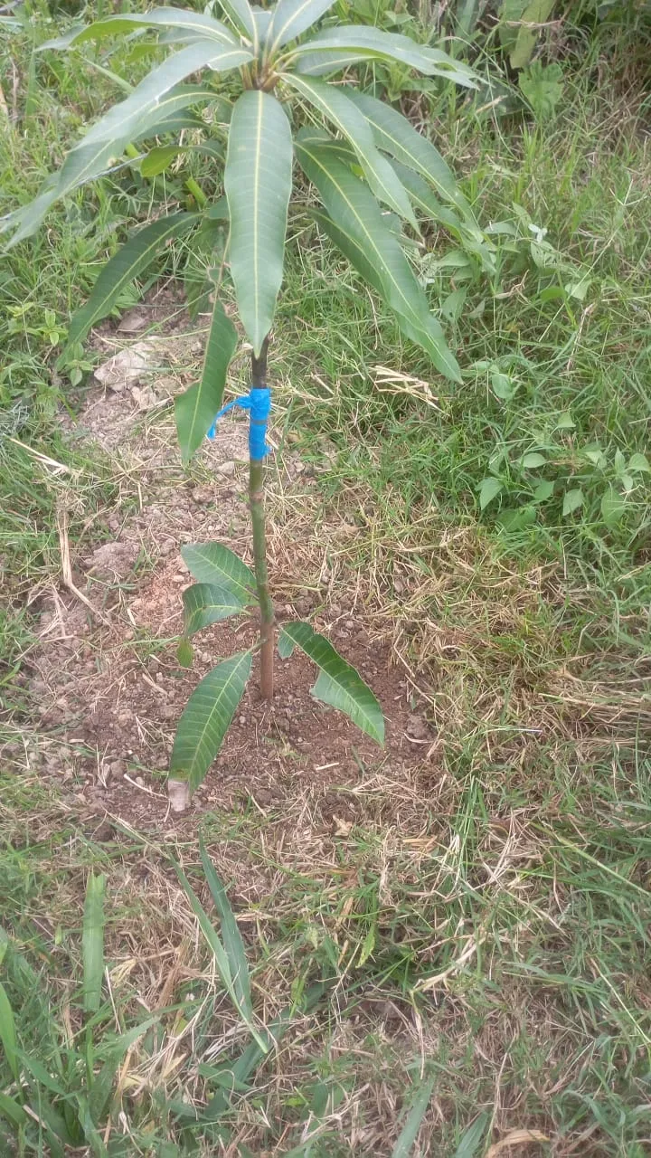 DISMINUIR EL DETERIORO DE ECOSISTEMAS FORESTALES EN LOS SECTORES DE LAS PAVAS Y SIERRA DE LOS BRITOS, EN EL CORREGIMIENTO DE POZO HONDO, CUENCA DEL RIO RANCHERÍA, MUNICIPIO DE BARRANCAS, LA GUAJIRA.