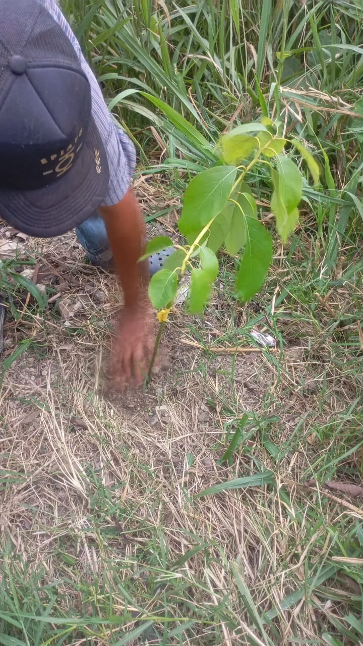 DISMINUIR EL DETERIORO DE ECOSISTEMAS FORESTALES EN LOS SECTORES DE LAS PAVAS Y SIERRA DE LOS BRITOS, EN EL CORREGIMIENTO DE POZO HONDO, CUENCA DEL RIO RANCHERÍA, MUNICIPIO DE BARRANCAS, LA GUAJIRA.